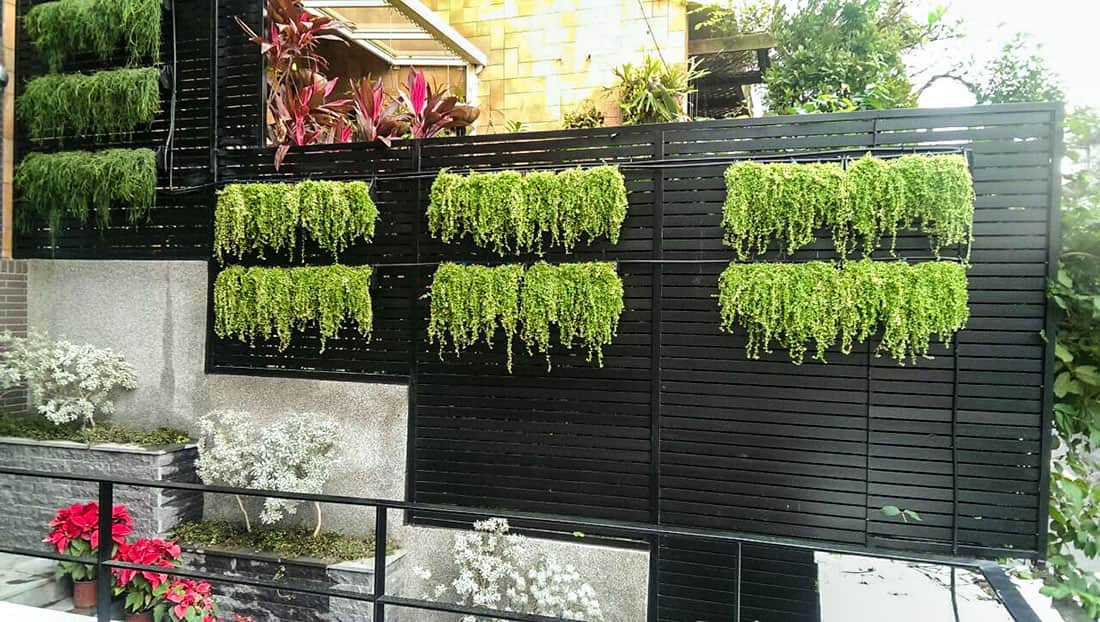 垂掛式植栽