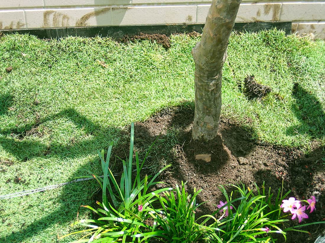 種植的喬木長勢穩定
